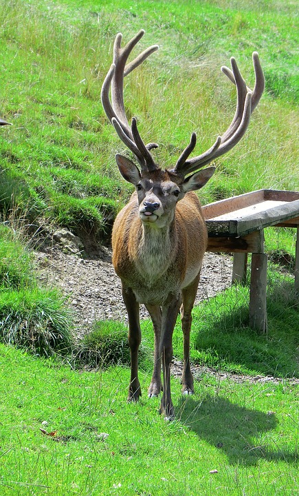 Red deer in Austria Berghaus Edelhirsch